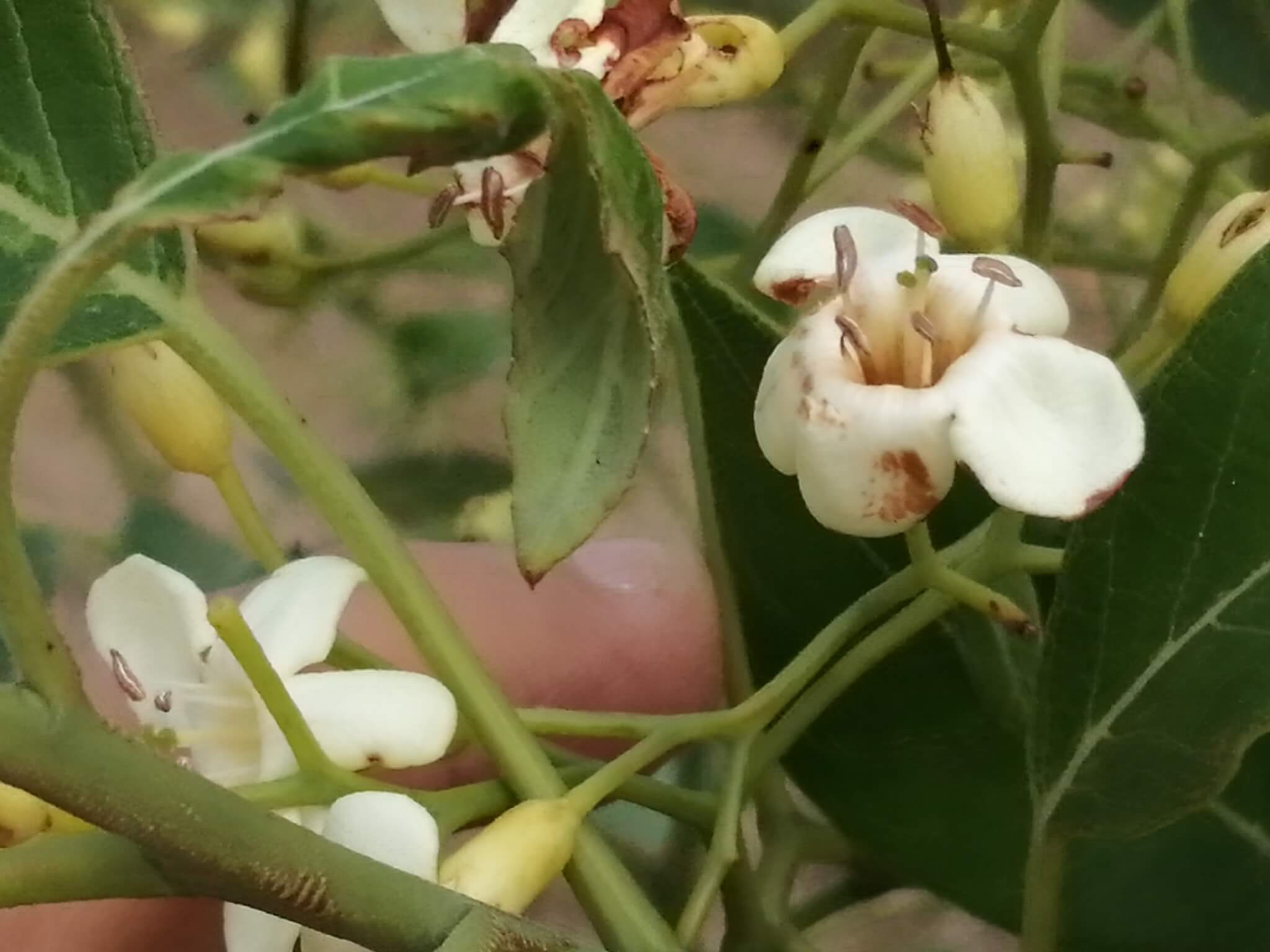 Bourreria pulchra